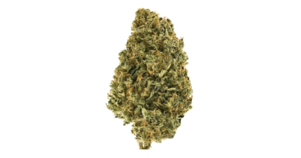 Mimosa