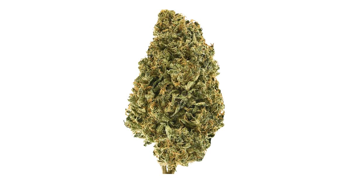 2428-dirty-mimosa.og Mimosa