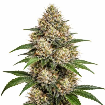 Gorilla Glue Strain