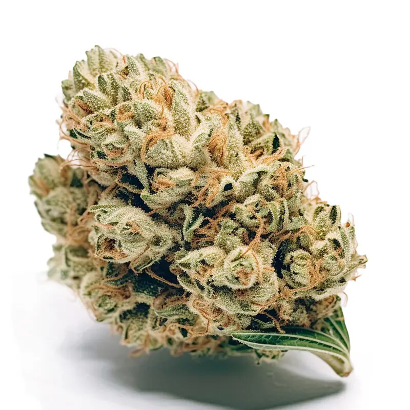 Jack-Herer Jack Herer