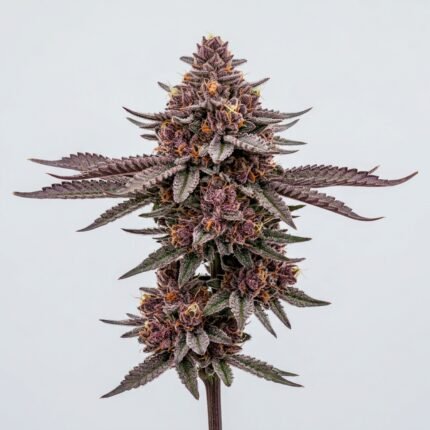 Red Runtz Strain