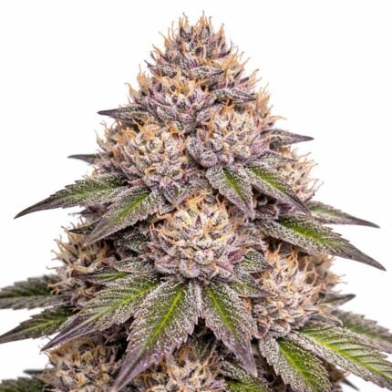 Runtz Strain