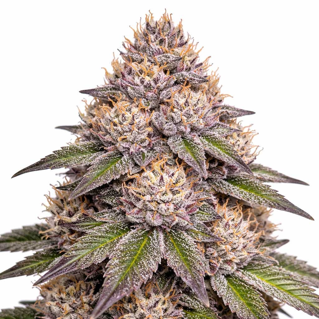White-Choco-Runtz Runtz Strain