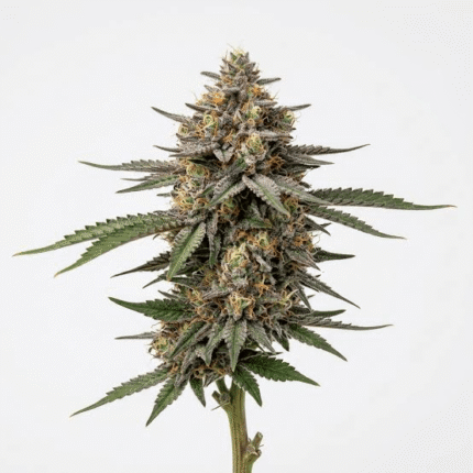 Tropicana Cookies Seeds