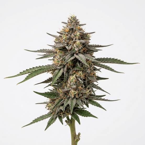 images (2) (9) Tropicana Cookies Seeds
