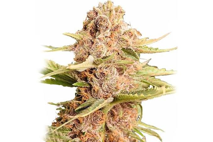 images (4) Girl Scout Cookies