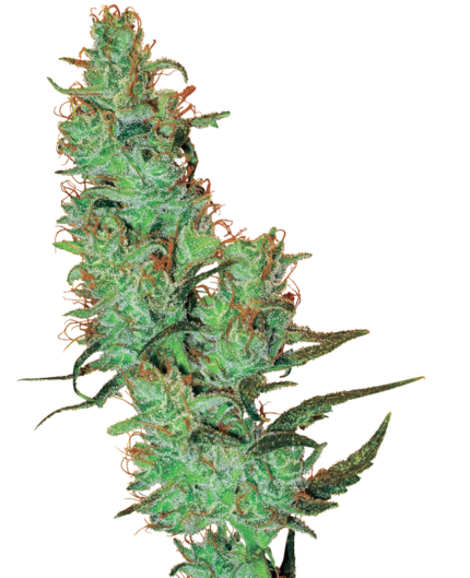 Jack Herer strain