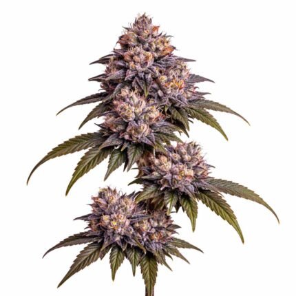 Bacio Gelato strain