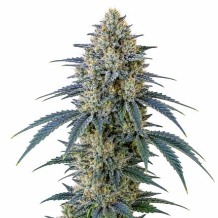 Blue Dream strain