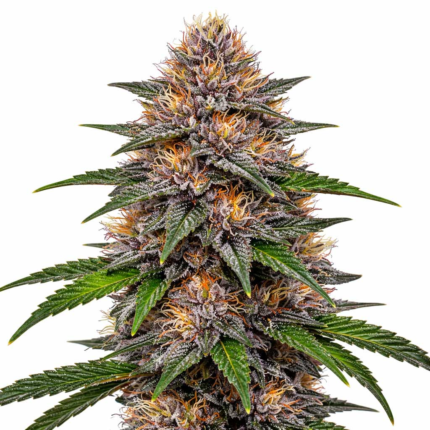 Gelato strain