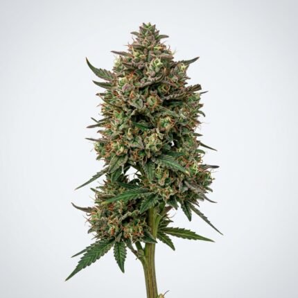 watermelon zkittlez strain