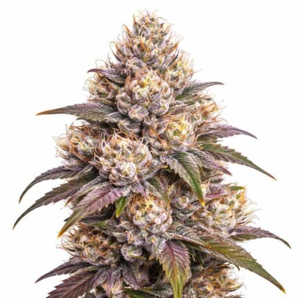 Wedding Cake strain