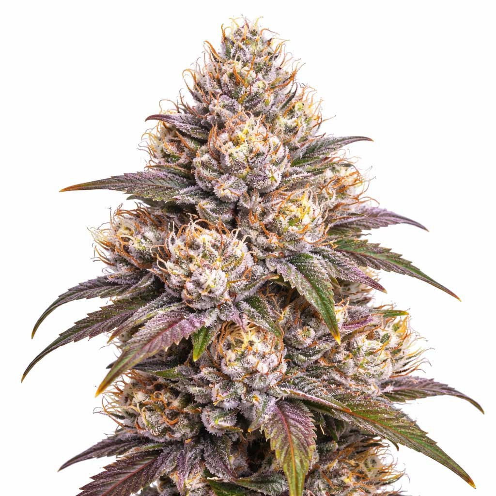 Wedding-Cake Wedding Cake strain