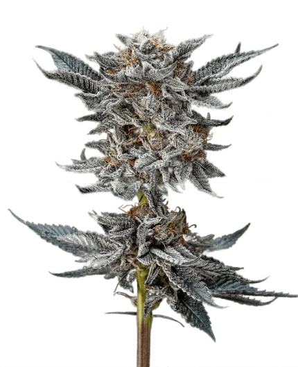 Gorilla Glue 4 bsf
