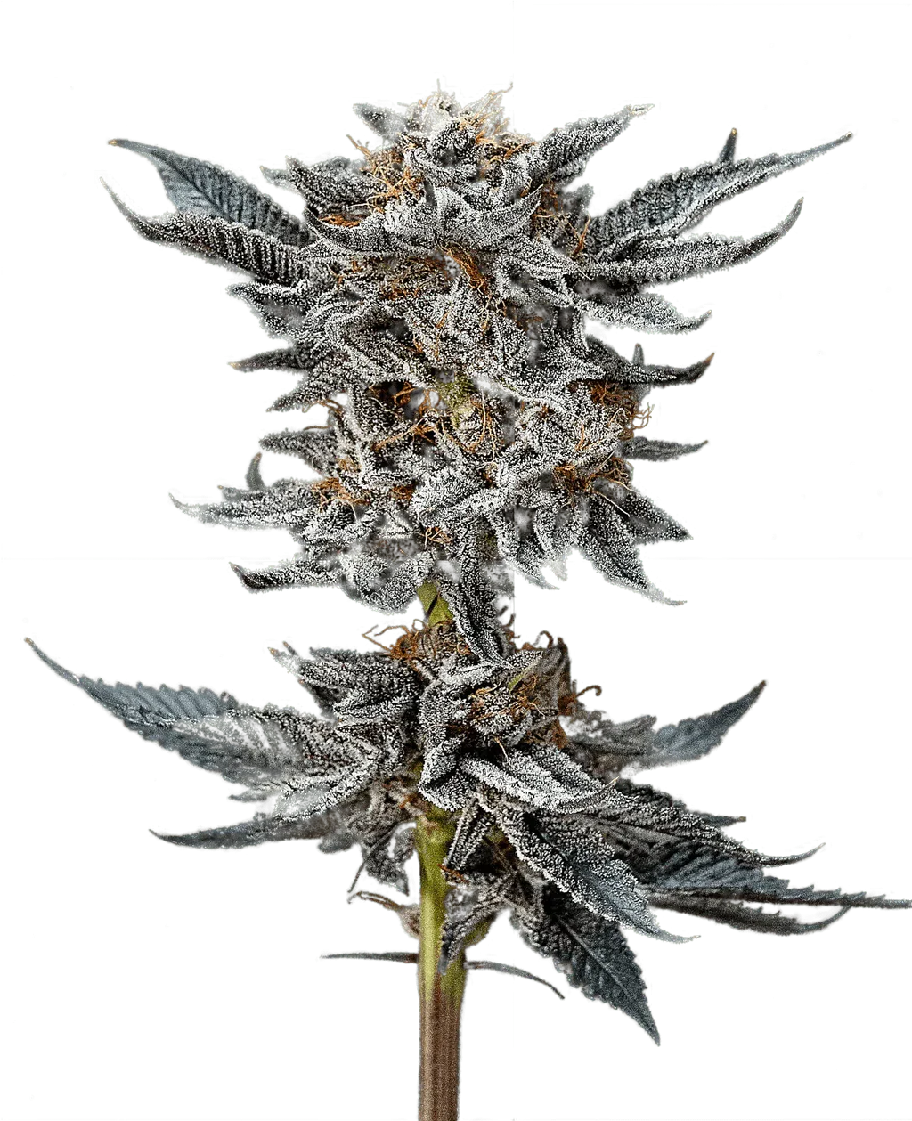 bsf-seeds-gorilla-glue-4_b0a9afd2-059a-4dad-a050-2e767a225458 Gorilla Glue 4 bsf