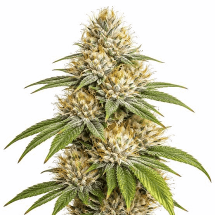 silver haze strain