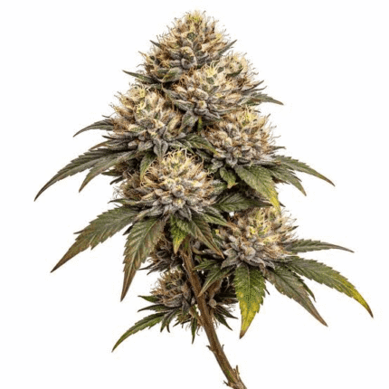 bubba kush strain