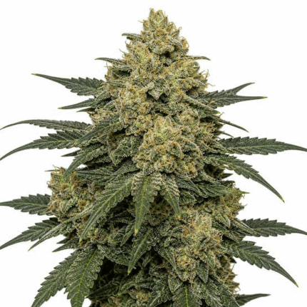 critical kush strain
