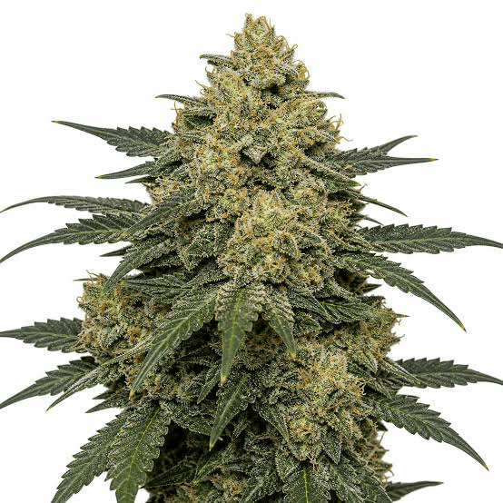 images (1) (12) critical kush strain
