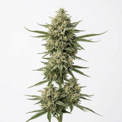 bubble gum strain