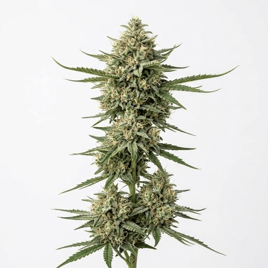images (1) (14) bubble gum strain