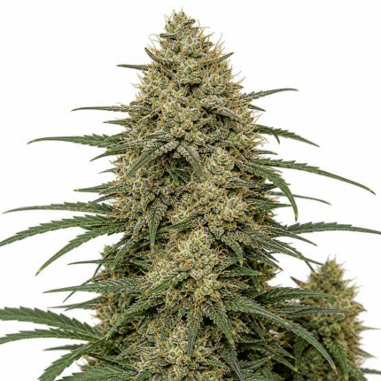 Jet Fuel Gelato strain