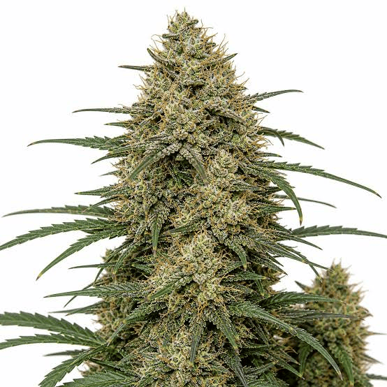 images (1) (15) Jet Fuel Gelato strain