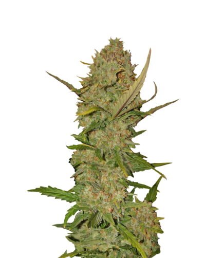 Pineapple Express strain